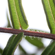 A Pteris frond up close.